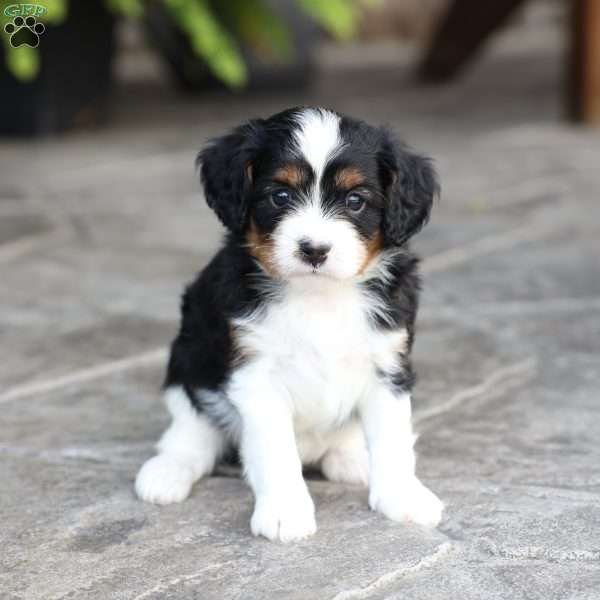 Loki, Cavapoo Puppy
